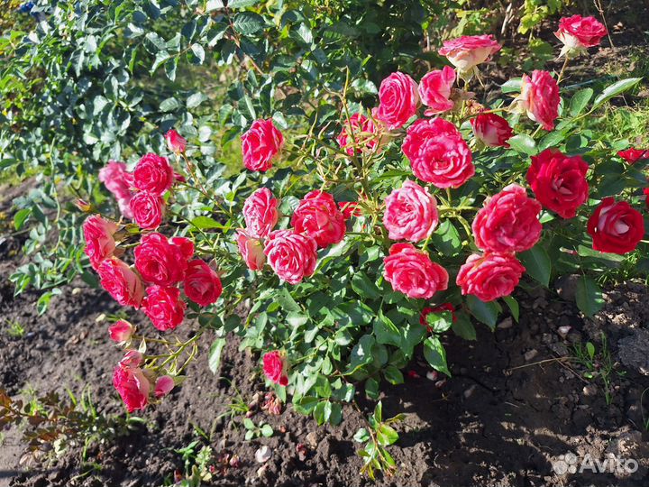 Саженцы роз
