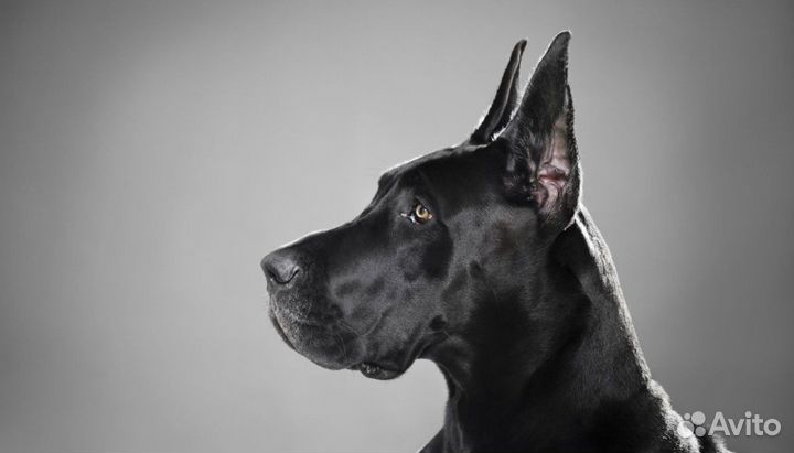 Усыпление.Эвтаназия,кремация. Вызов на дом