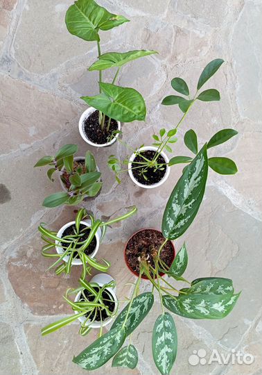 Растения комнатные разные, часть 2