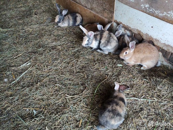 Кролики японской пародии
