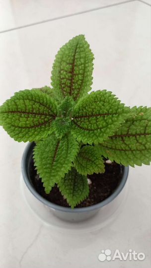 Пилея Мун Валли (Pilea Moon Valley)