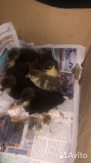 Перепела индоудки