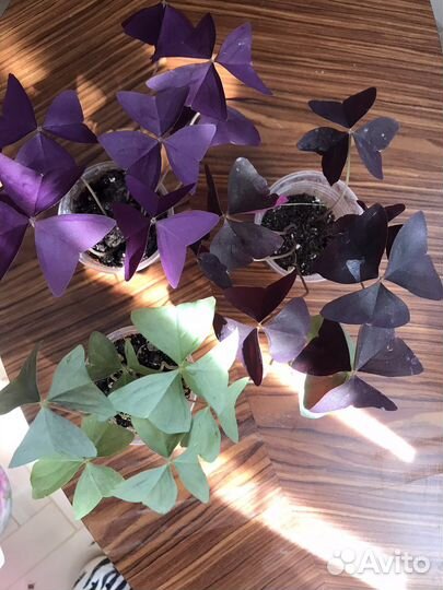 Кислица оксалис Мармер Дороти чао Корея