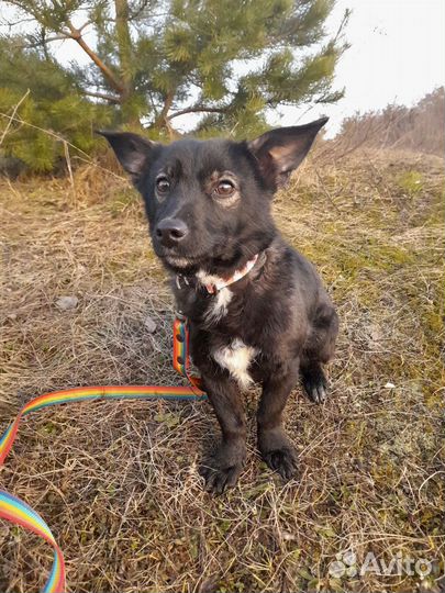 Собака стерилизованная молодая