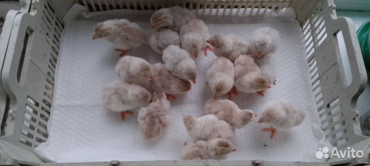 Цыплята цесарки