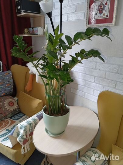 Замиокулькас