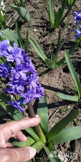 Луковицы махровых гиацинтов