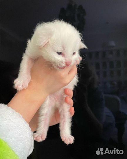 Мейн-кун вязка