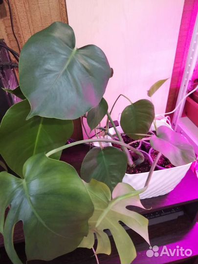 Продам цветочки разные