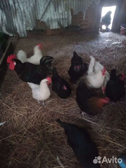 Яйца домашние