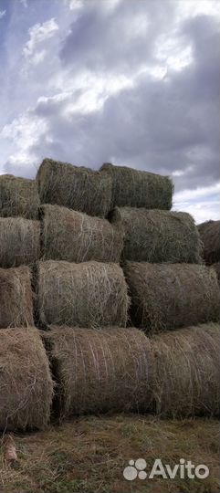 Продам сено в рулонах