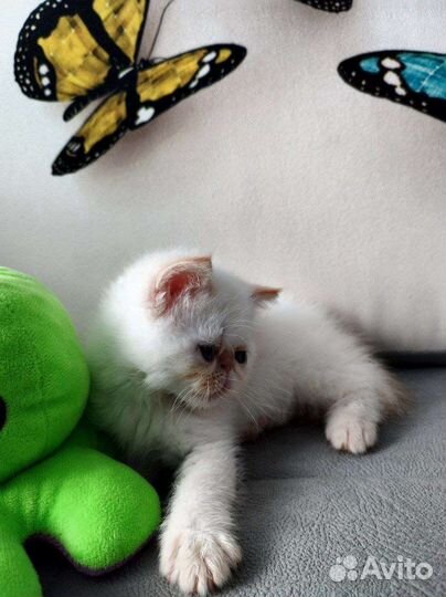 Котята породы Экзотическая Короткошерстная