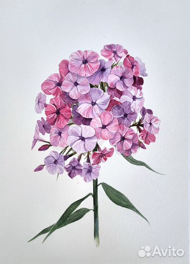 Флоксы Акварельная иллюстрация 20 х 30 см