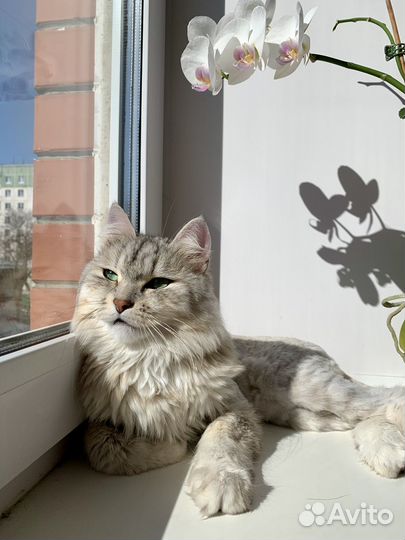 Сибирский кот Барсик