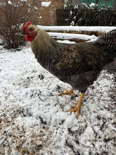 Молодые петухи