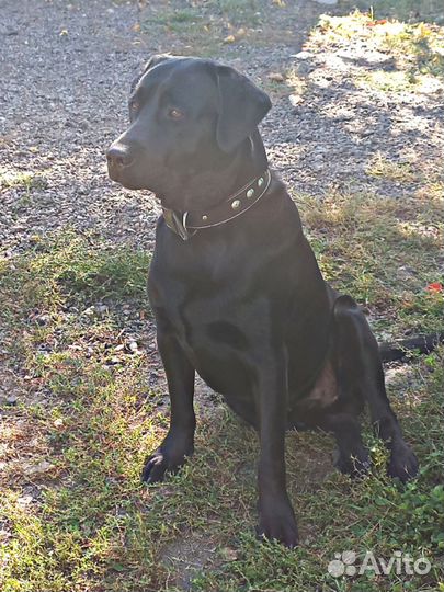 Черный лабрадор вязка
