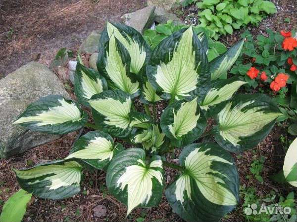 Многолетники садовые