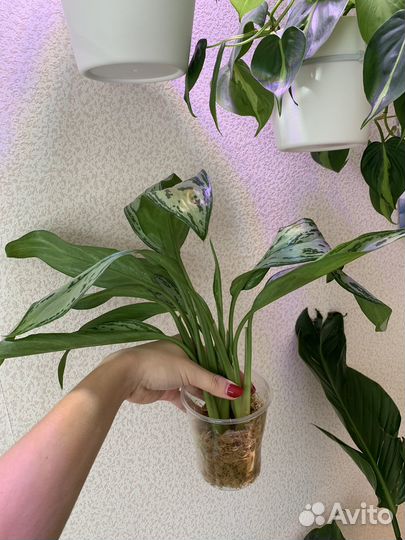 Аглаонема сильвер квин