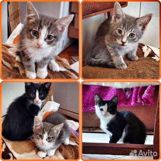Котята черный, серый