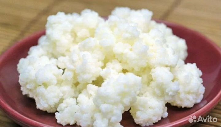 Молочный гриб (тибетский)