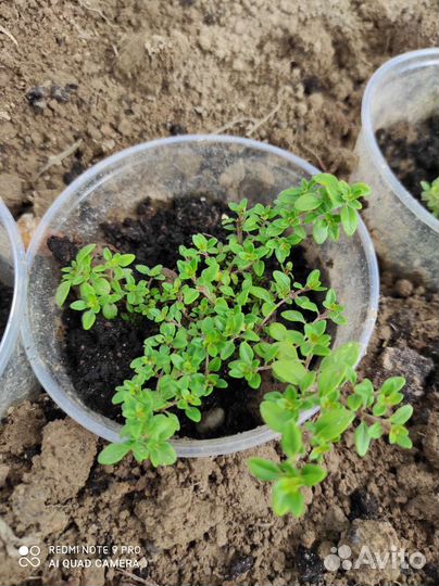 Тимьян (чебрец), Кипарисовик, Гейхера