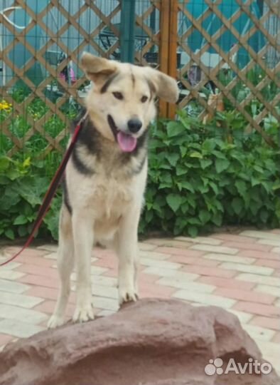 Собака/девочка. Боня