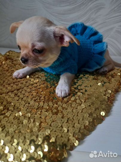 Щенки чихуахуа