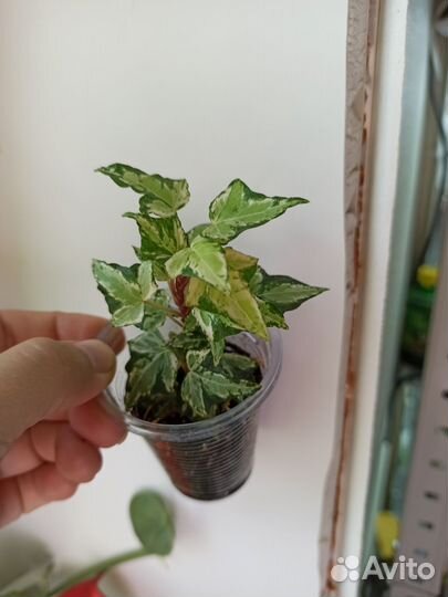 Хедера / эсхинантус / нематантус / пеперомия