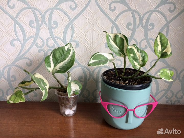 Эпипремнум, сингониум