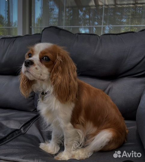 Передержка животных в домашних условиях