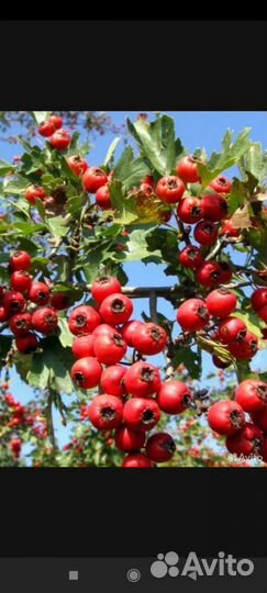 Боярышник ягоды