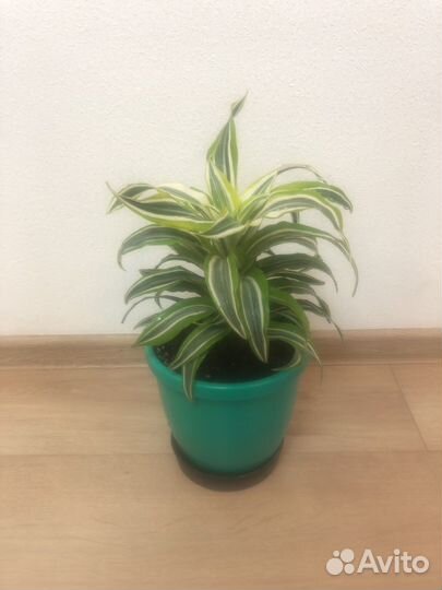 Драцена душистая