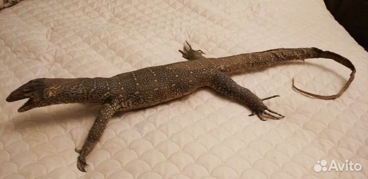 Чучело варана