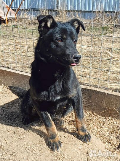 Щенки бесплатно