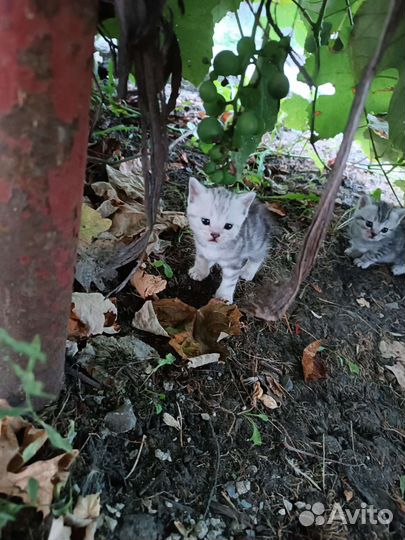 Вислоухая кошка и двое маленьких котят