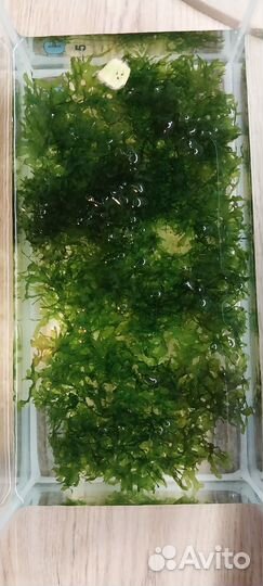 Мох ломариопсис