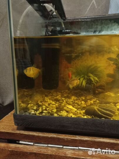 Аквариум