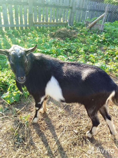 Коза дойная