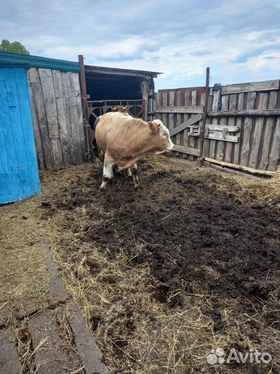 Быки на мясо