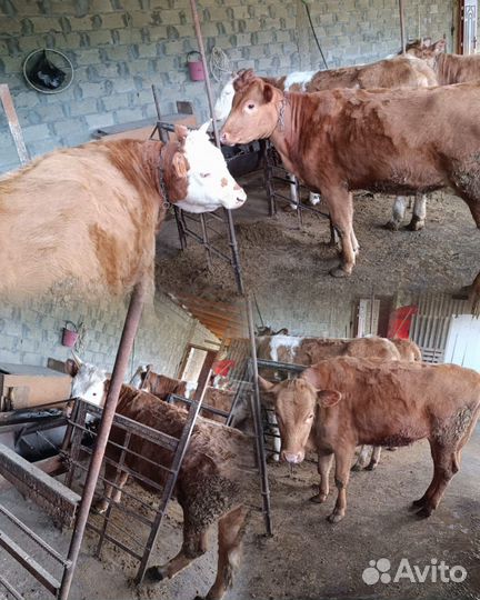 Коровы и телки