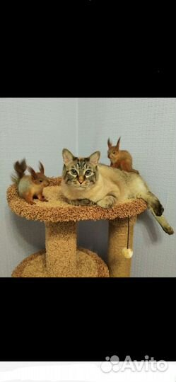 Передержка для животных. Гостиница