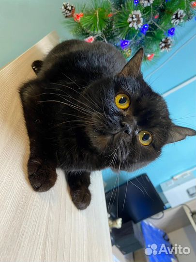 Кошка в дар