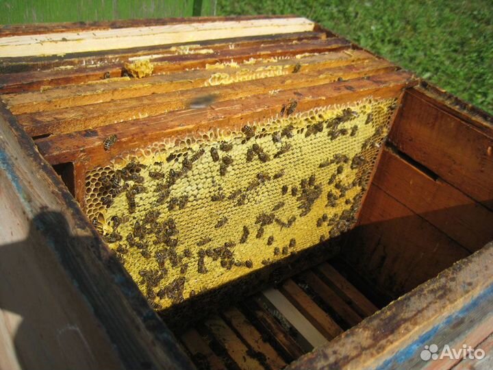 Пчёлы, пчело семьи,нуклеусы, отводки, матки цена д