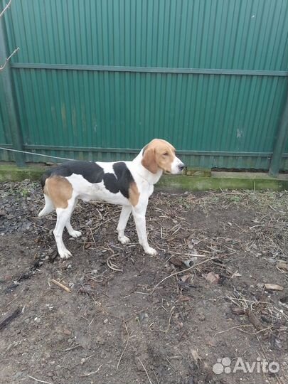 Русская пегая гончая