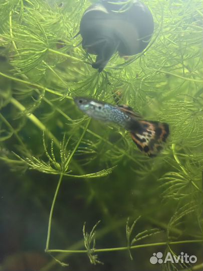 Гуппи Гвоздика. Элодея. Ампулярии