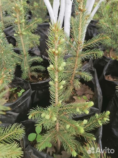 Ель голубая