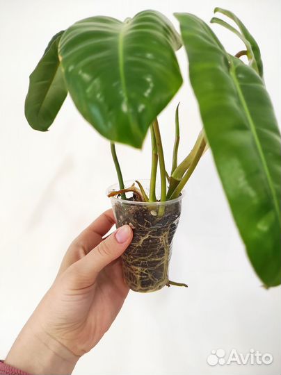 Филодендроны