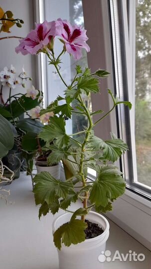 Герань пеларгония