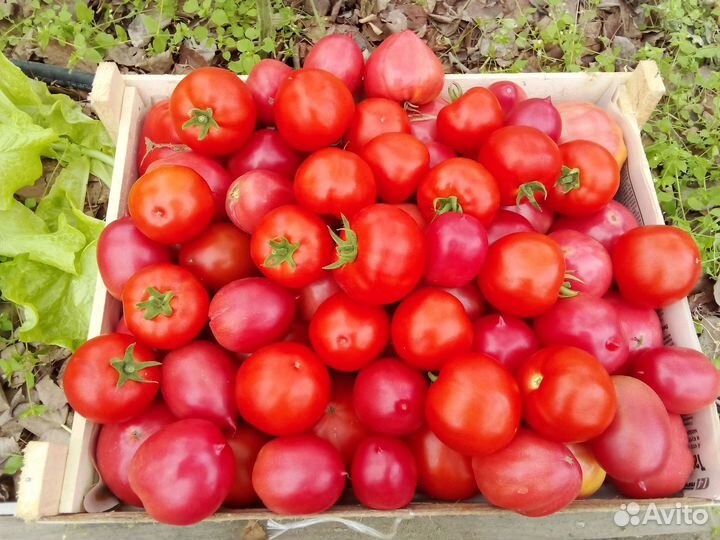 Помидоры дачные
