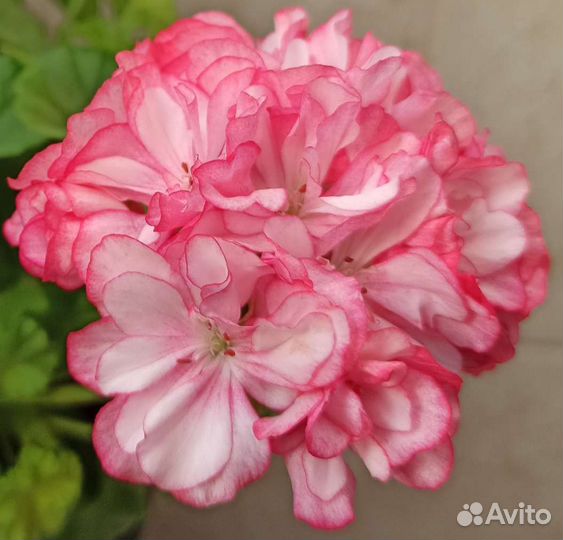 Пеларгония герань сортовая